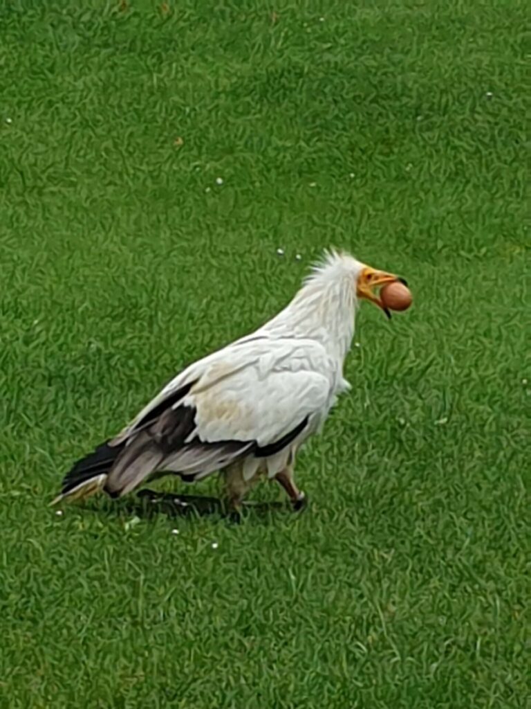 Der Geier stolziert mit seiner Beute, einem Hühnerei, auf dem Flugfeld der Greifvogelschau. Gerade die großen „Könige der Lüfte“ beeindruckten die Straßkirchner Jugendlichen beim zwanzigsten „Tag der Jugend“ bei der großen „Vogelschau“.